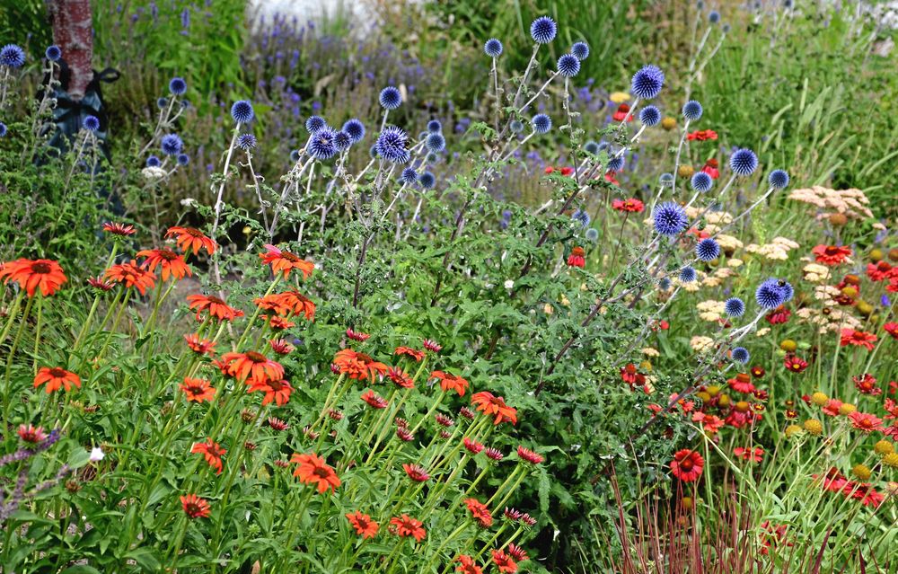 Blommande trädgårdsrabatt med röda blommor och blå, klotformade tistlar