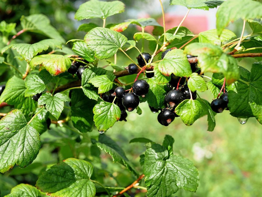 Svarta vinbär, blad.