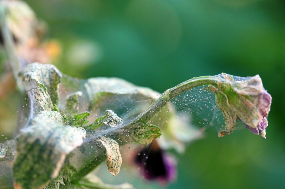 Pansy plant overrun by tiny spider mites Tetranychus urticae Tetranychidae (red spider mite or two-spotted spider mite). Covered with a web that produced.