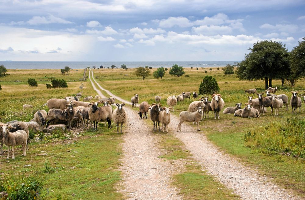 The Gute Sheep - The sheep from Gotland. Both ewes and rams have horns. Southern Gotland. Baltic Sea in Background.