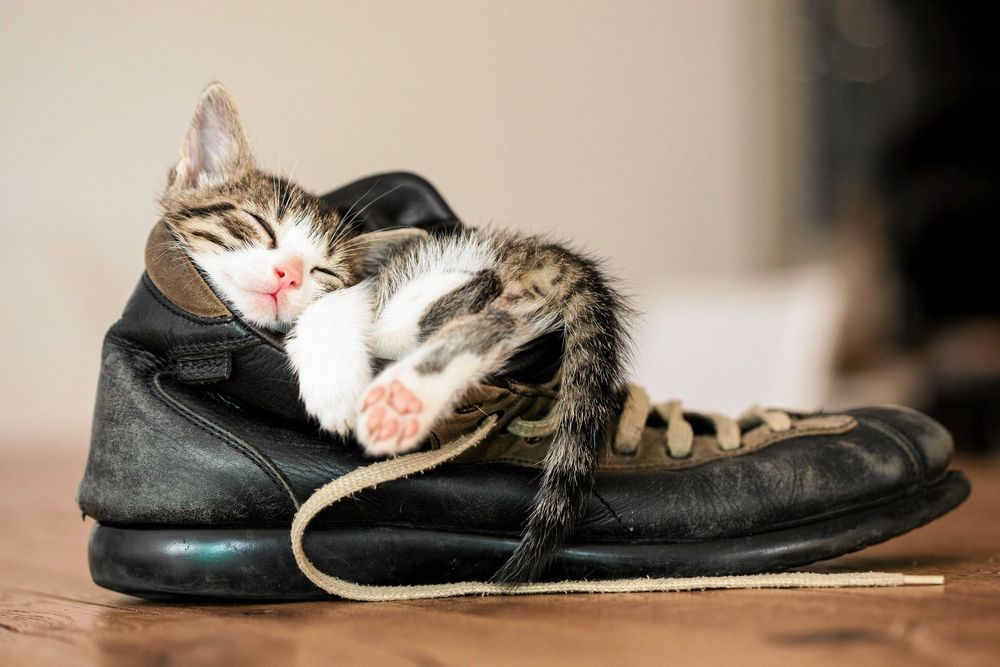 Katt