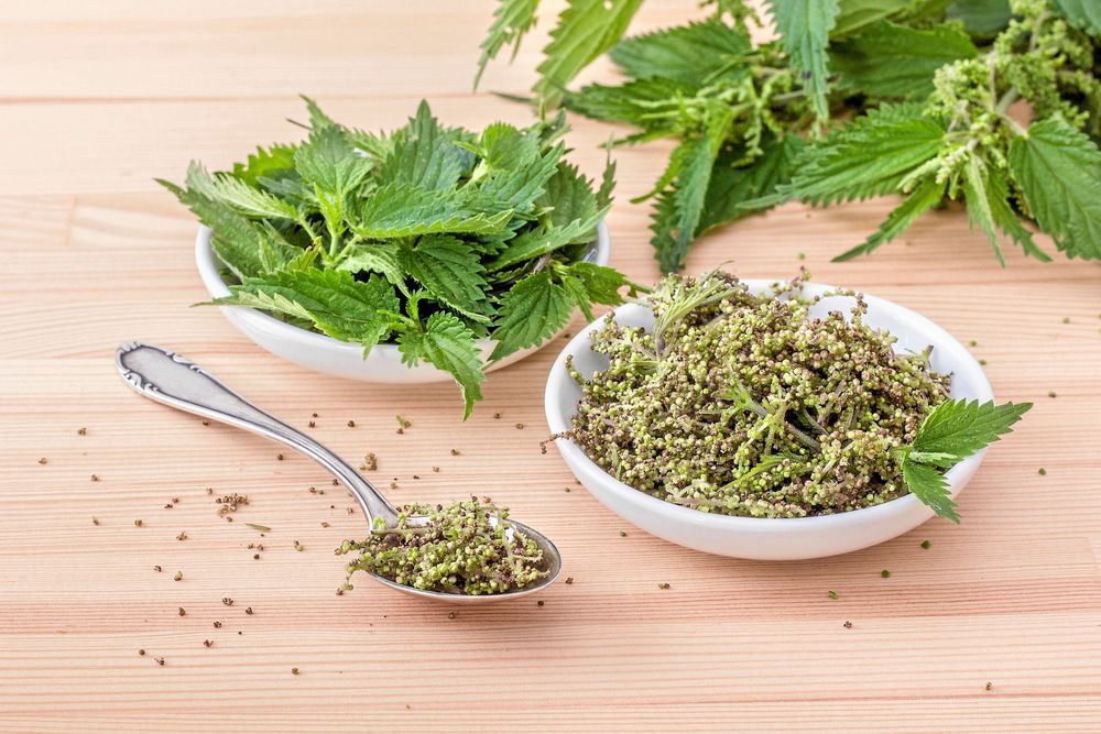 Bowls with fresh Nettle seeds and nettle leaves