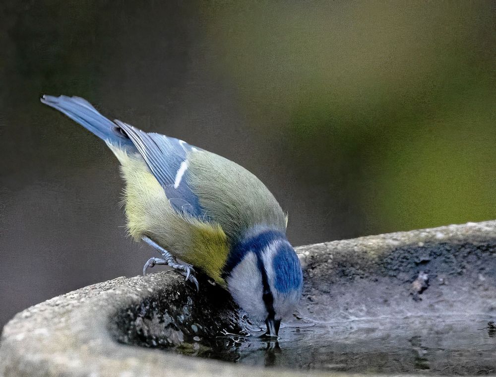A Blue Tit perched on the rim of a birdbath