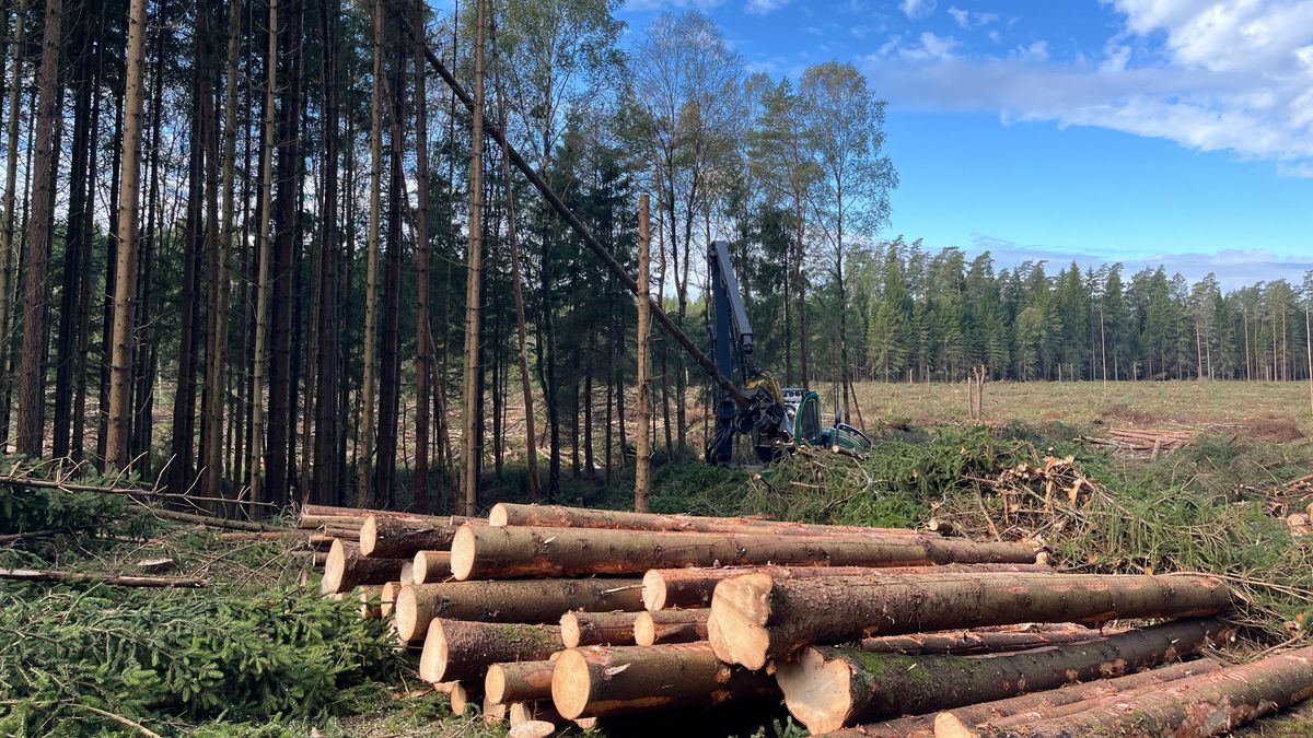 Riksdagen klubbade nya regler för skogen