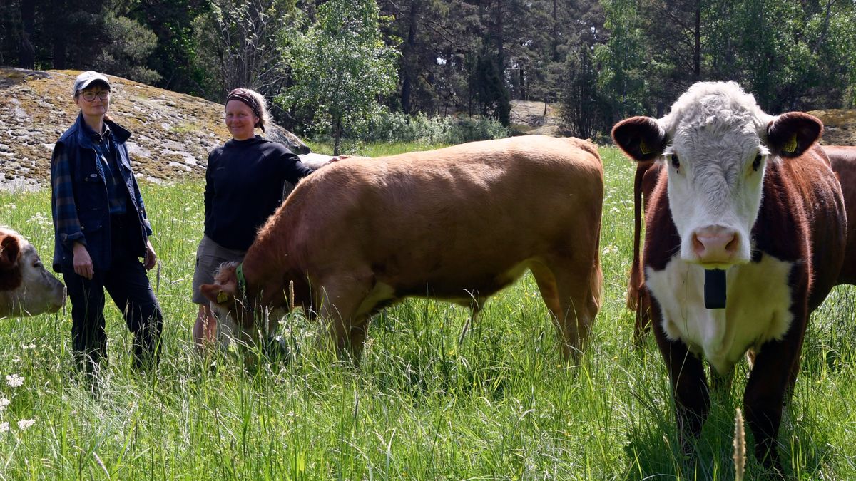 Skärgårdsbönder hjälps åt att hålla landskapet öppet