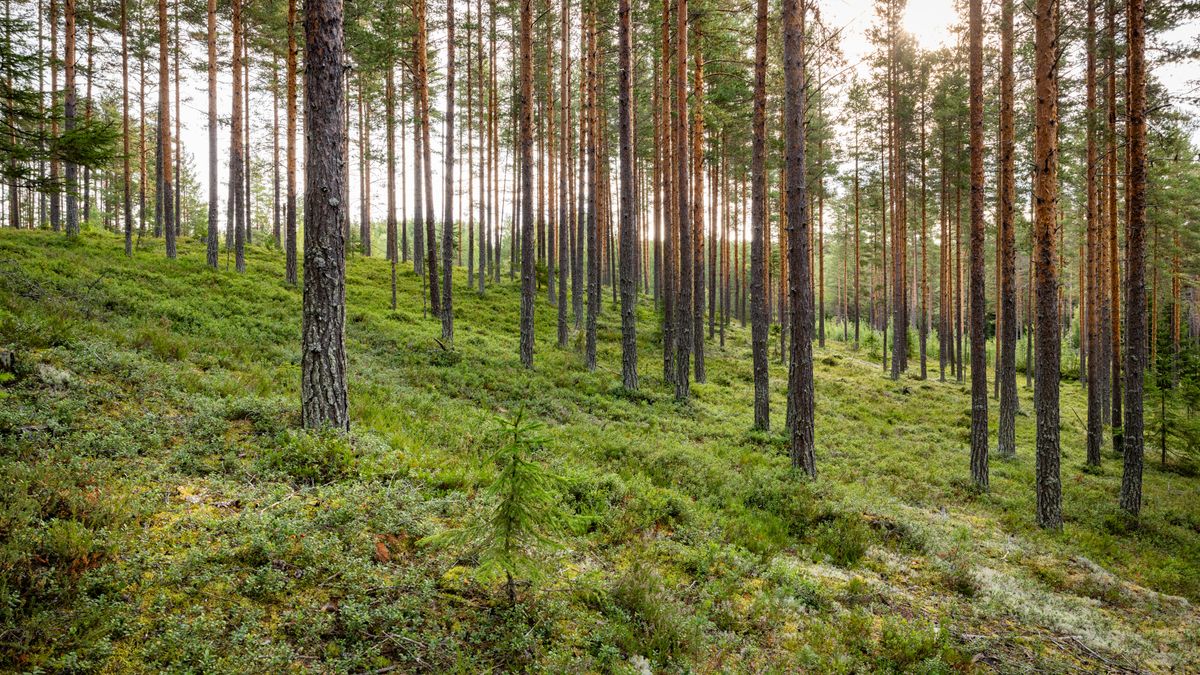 Fortsatt splittrat på skogsmarknaden