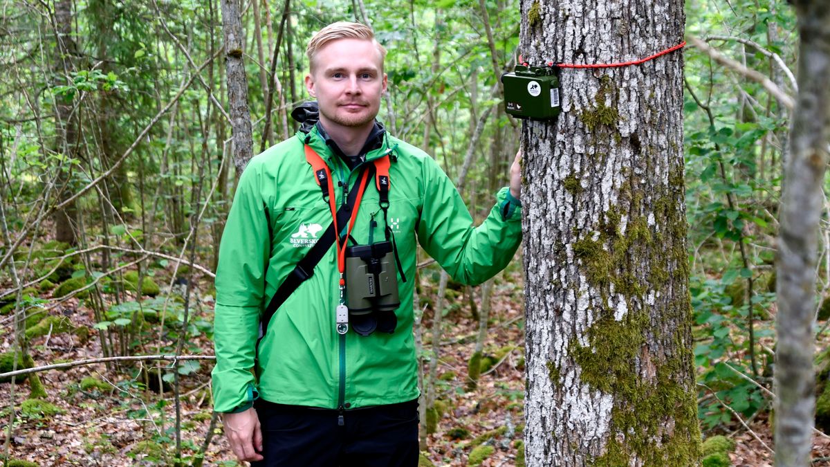 Liten ljudlåda revolutionerar artinventering i skogen