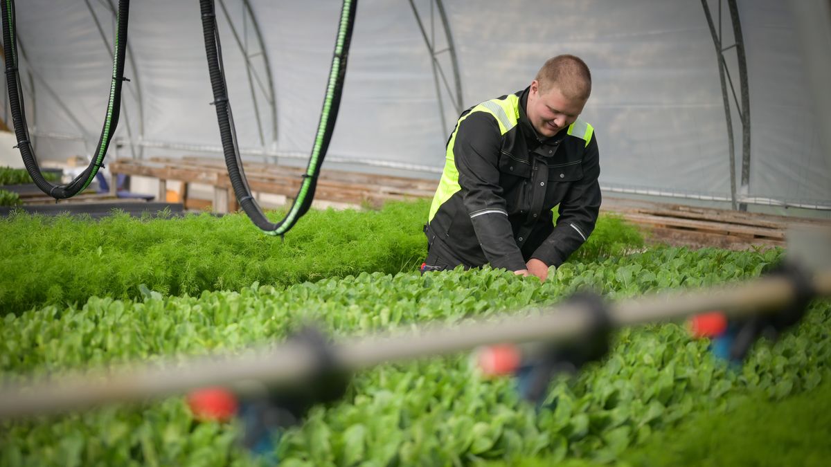 Åländsk odlare vände utmaningar till framgång