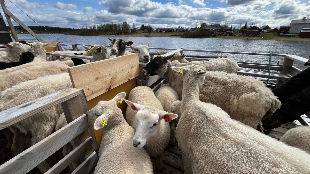 Fårföreningens mål – att få Tornedalen att blomstra