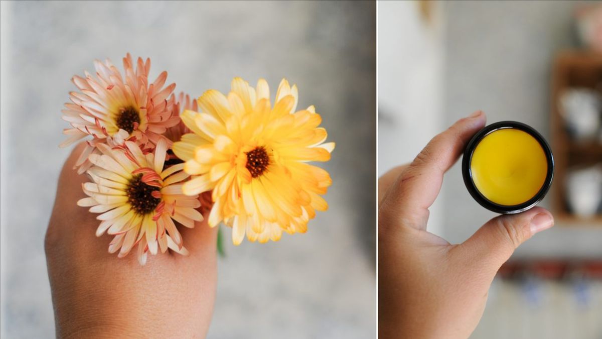 Gör din egen ringblomssalva – husapotekets hjälte
