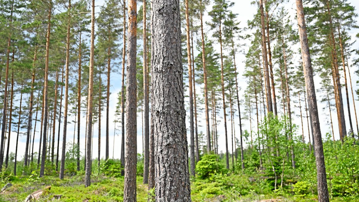 Uppåt för skogsfastigheter