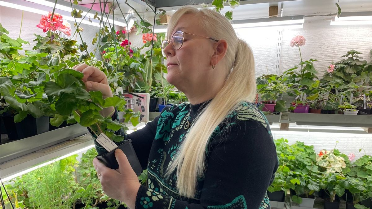 Pelargonexperten: Pelargoner ska inte nattas på hösten
