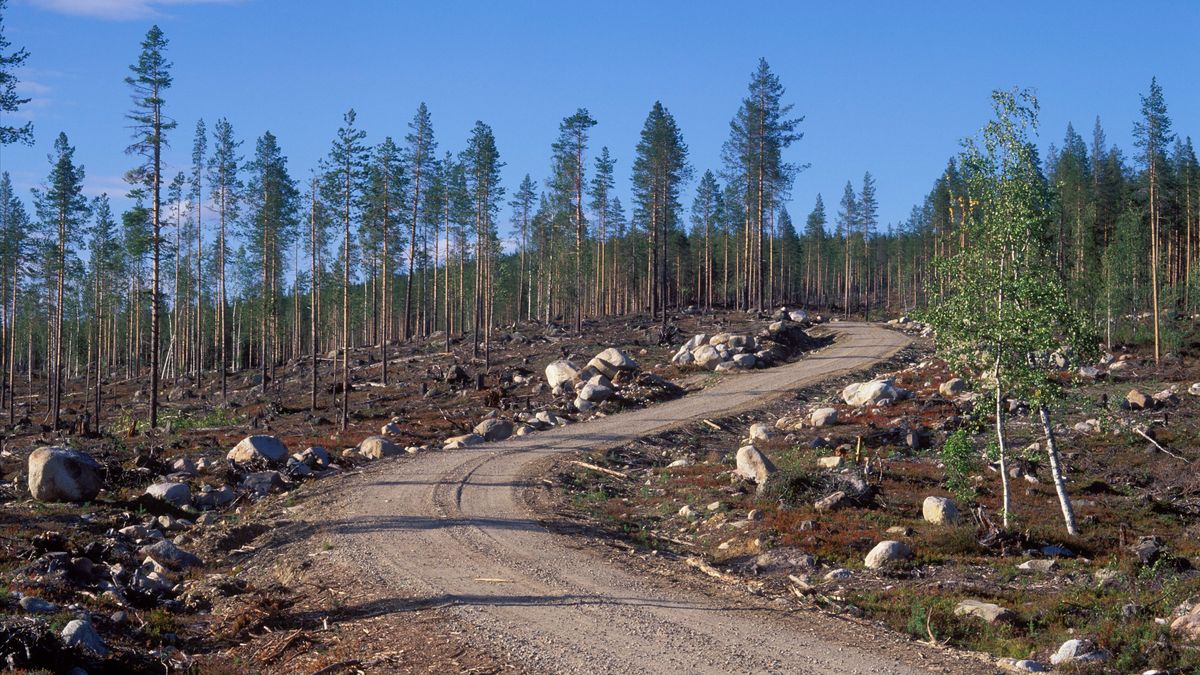 Skogsprodukter viktig del i beredskapen