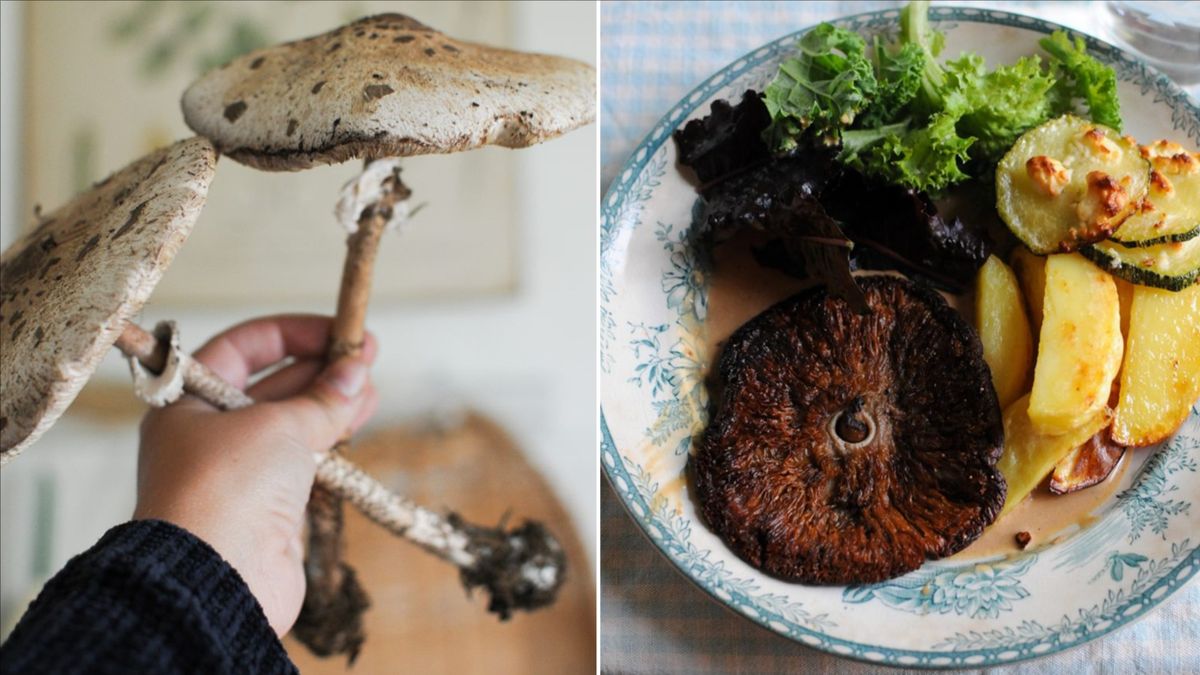 ”Kotlett” på stolt fjällskivling
