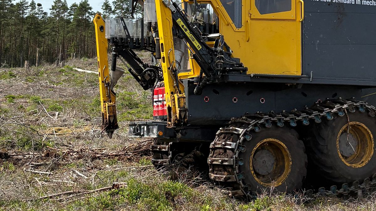 Ny lösning ger skogsplantorna en rivstart