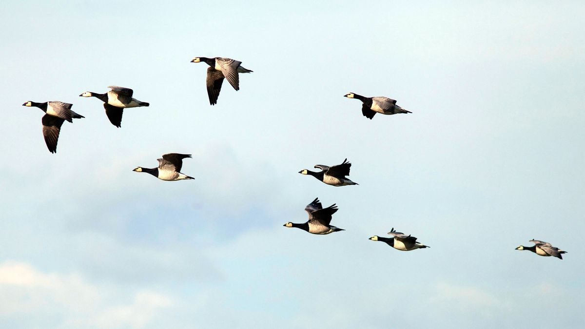 Här är fåglarna som flyttar – och de som stannar kvar