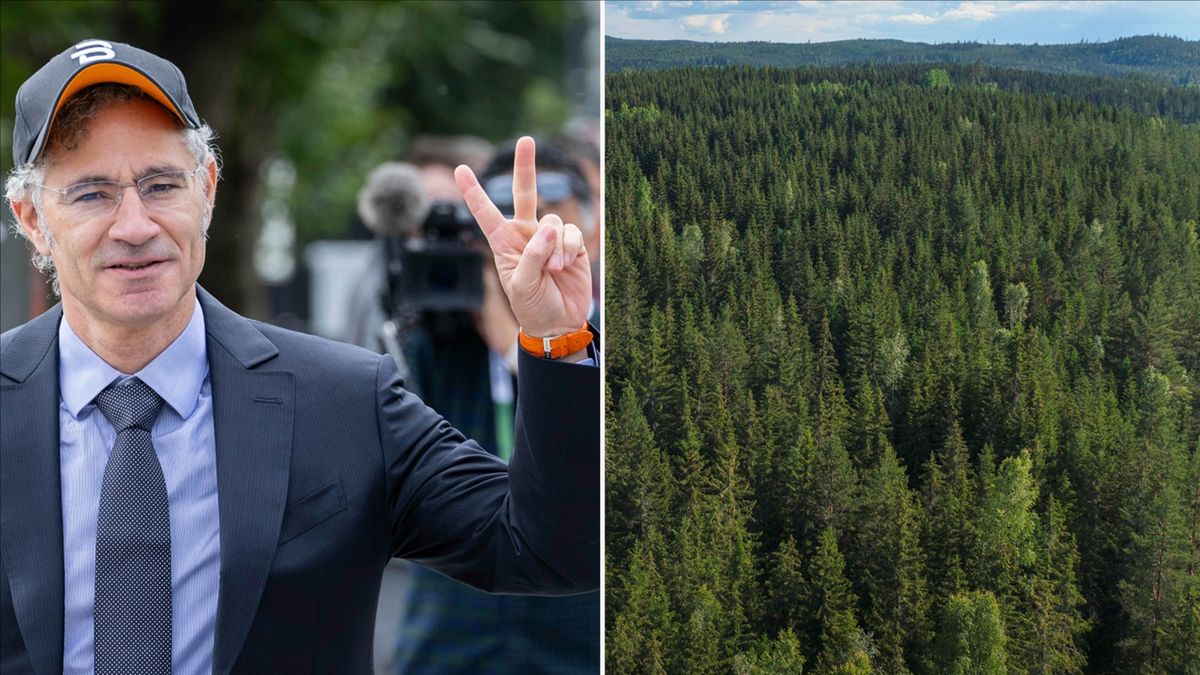 Så enkelt är det för utländska företag att köpa svensk skog