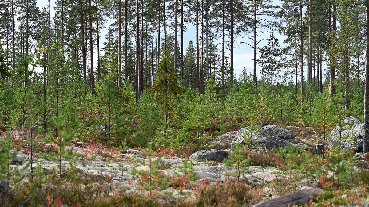 Naturkrisen är ingen åsiktsfråga – lyssna på forskningen