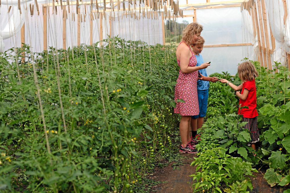 Nöjda besökare smakar på smågurkor i Elisiv Lindroths växthus i Alunda.