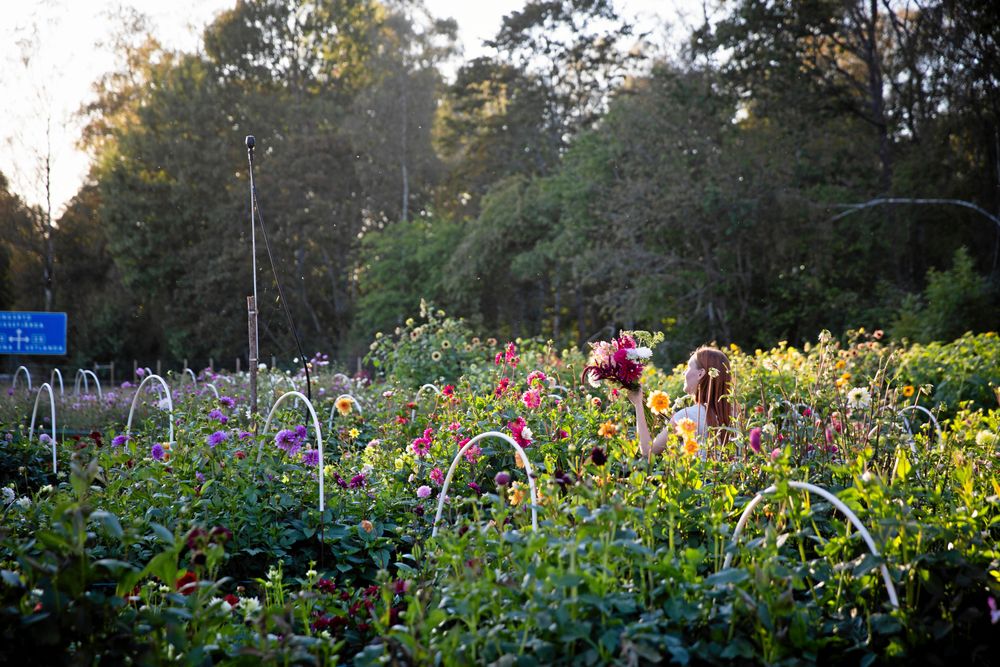 Lovisa ute på den ett halvt hektar stora blomsteråkern.