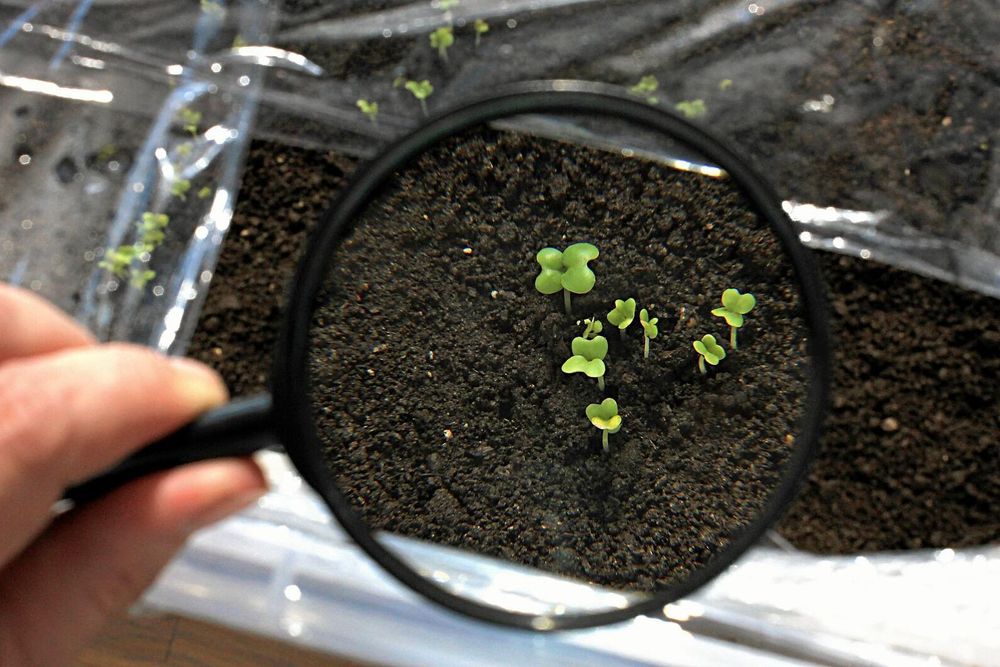 Förstoringsglas som visar små gröna plantor som spirar ur mörk jord