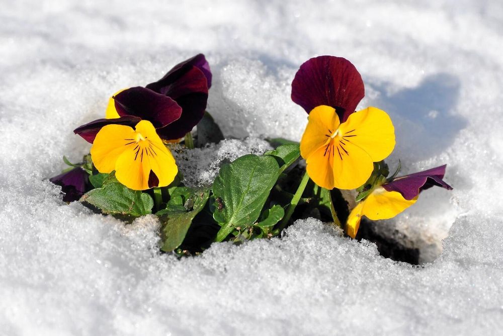 Tjuvstarta med några penséer. De tål en och annan köldknäpp om vintern dröjer kvar. Foto: Istock.