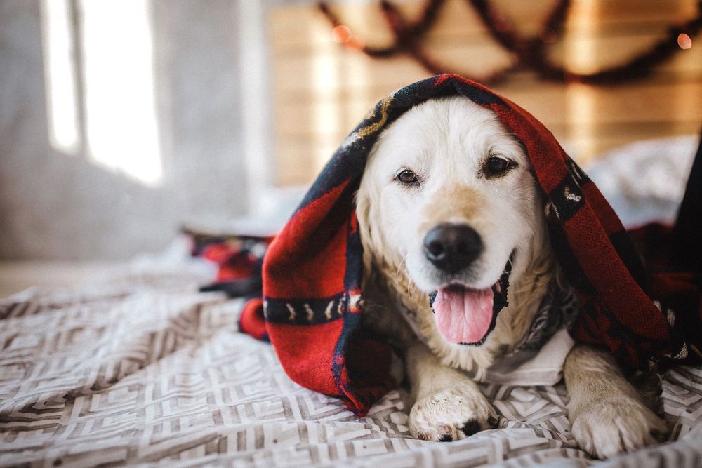 Massera tassen och värm den så gott det går, om du märker att hunden drabbats av köldkramp.