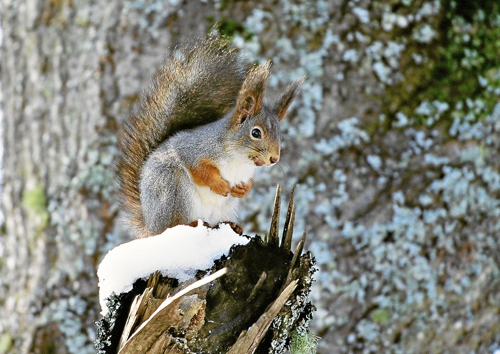 Ekorre på snötäckt stubbe