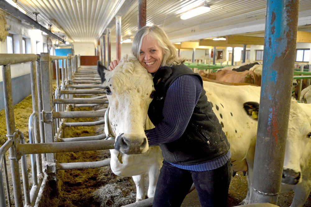 Anne Eriksson med sin fjällko Josefin i lagården i Järbo i Gästrikland.