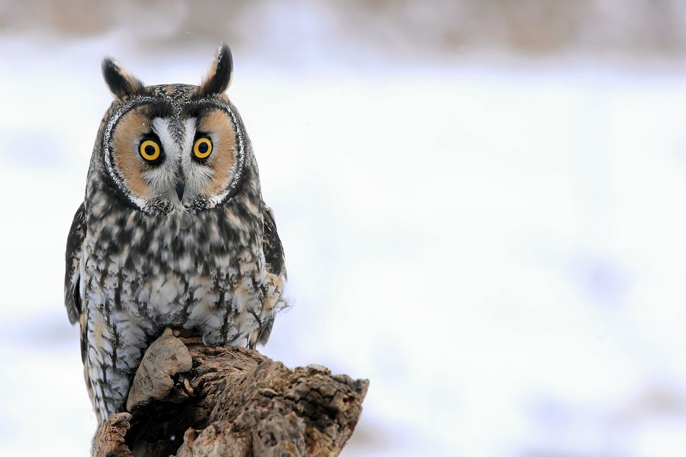 Hornuggla med stora gula ögon sitter på en trästubbe mot snötäckt bakgrund