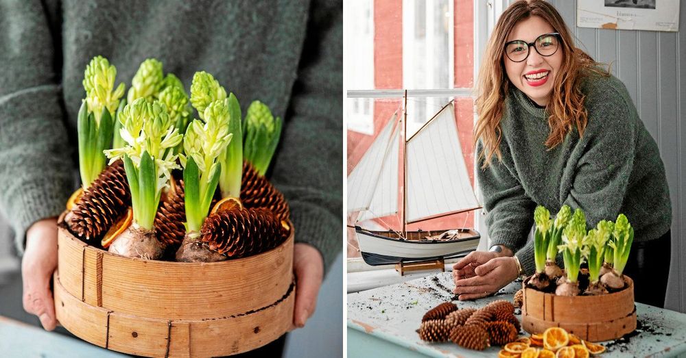 Stina som är florist gillar göra blomsterarrangemang, här med hyacinter och kottar.