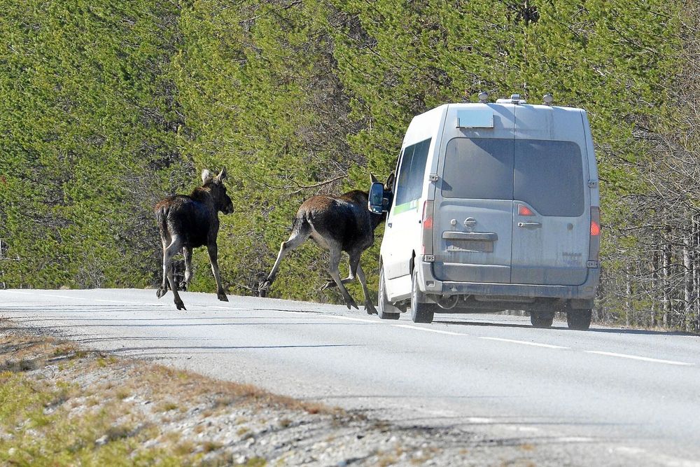 Två älgar springer över vägen framför en vit skåpbil.