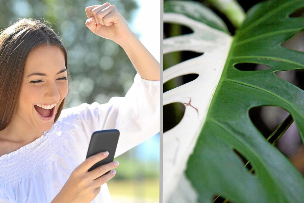 En monstera blev en dyrgrip på auktion 2017. Foto: Istock.