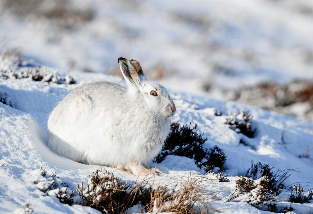 Skogsharen minskar i antal och finns nu på rödlistan.