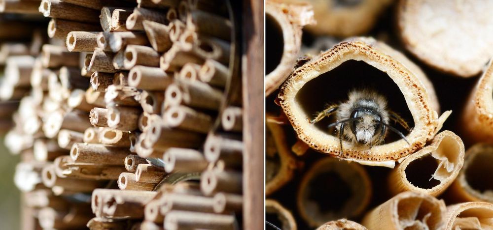 Vill du ha fler insekter till din trädgård? Här är tipsen!