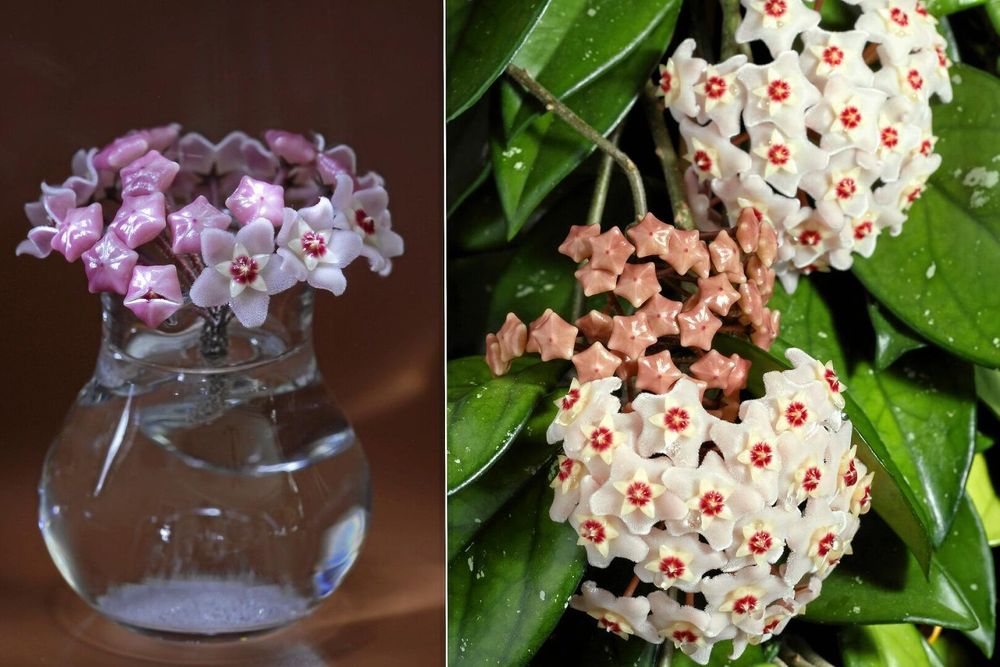 Bildkollage på blommor från porslinsblomma i vas, och klasar med blommor på porslinsblomma.