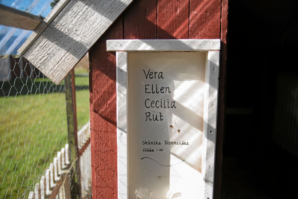 Från början var det Vera, Ellen, Cecilia och Rut som bodde i hönshuset. Namnen är inspirerade av ett barnprogram i Fem myror är fler än fyra elefanter. I dag är det bara Cecilia och Ellen kvar av originaluppsättningen och istället har Molly och Dolly flyttat in. Foto: Pia Gyllin