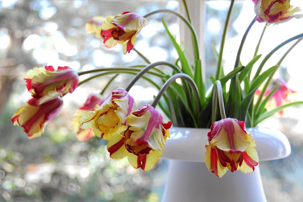 Nu går det uppåt för tulpaner som går ner. Stilen visar inte bara upp blommorna, de sirliga stjälkarna får också synas. Foto: Blomsterfrämjandet