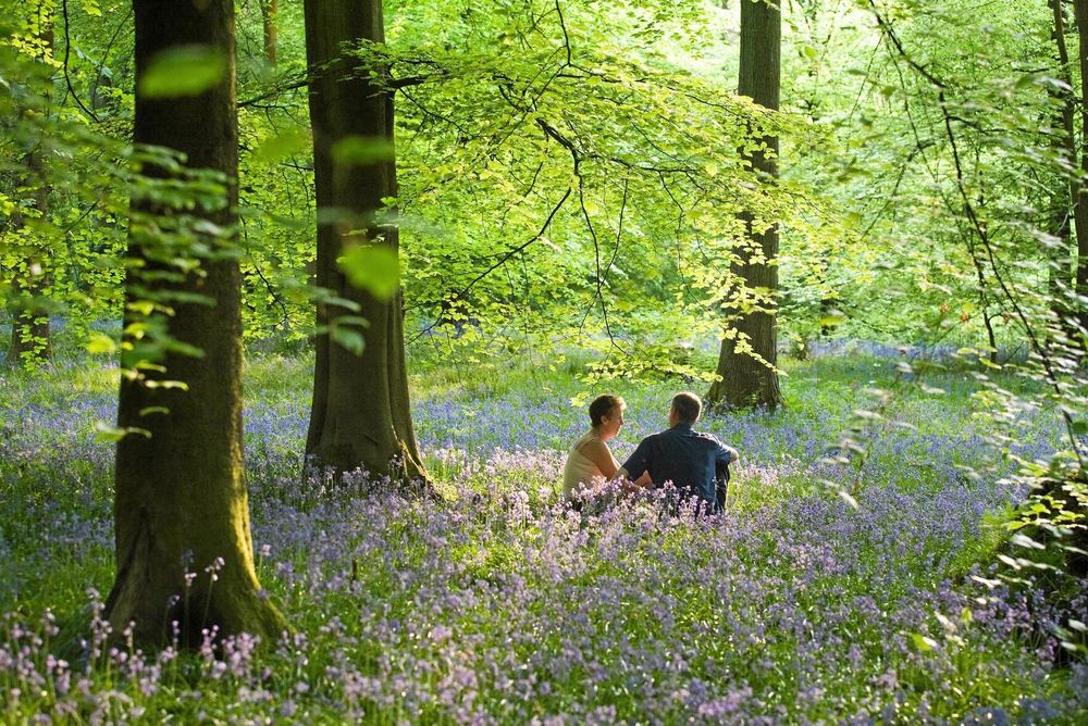 I naturen får hjärnan vila från störande intryck och hamnar i ett tillstånd liknande meditation.