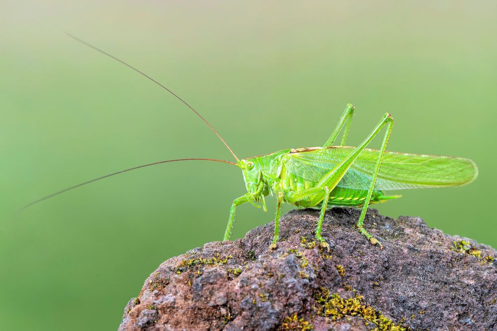 Grön vårtbitare är upptäckt och klar. Den har varit känd länge. Men den har tusentals släktingar bland insekterna som forskarna bara anar att de finns.