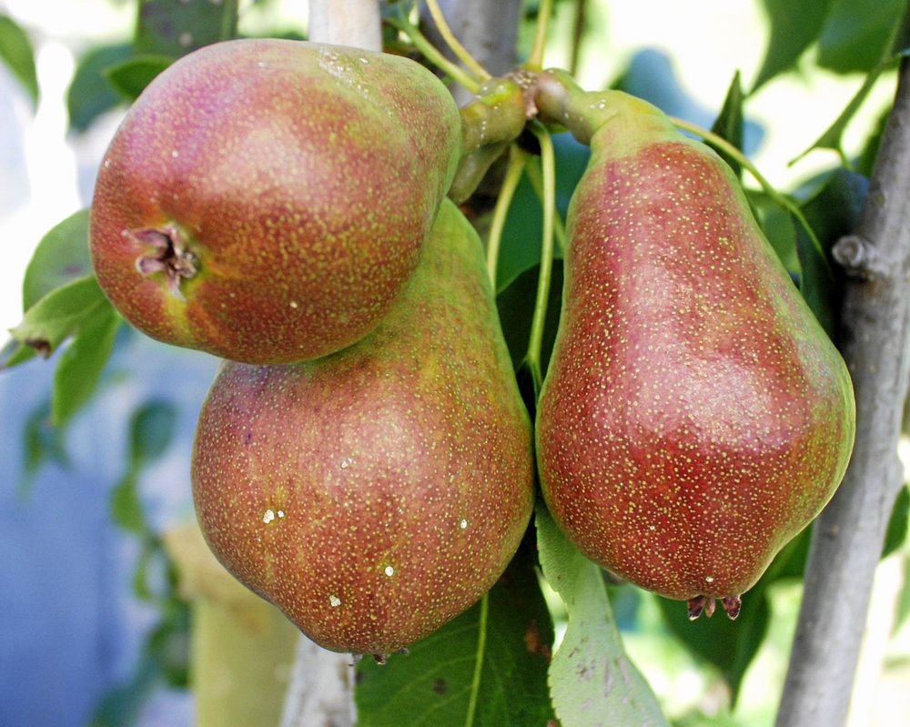 ’Pepi’