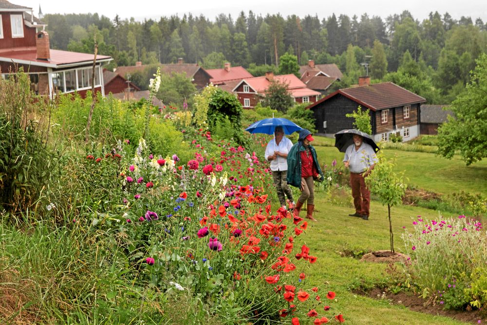 I Siljansnäs njöt besökarna av en överdådig rabatt med vallmor och Monet-känsla.