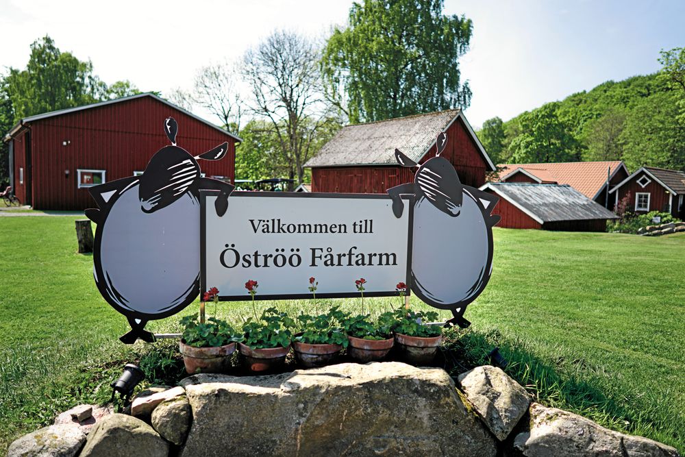 Öströö fårfarm gör så att du njuter av varje tugga!