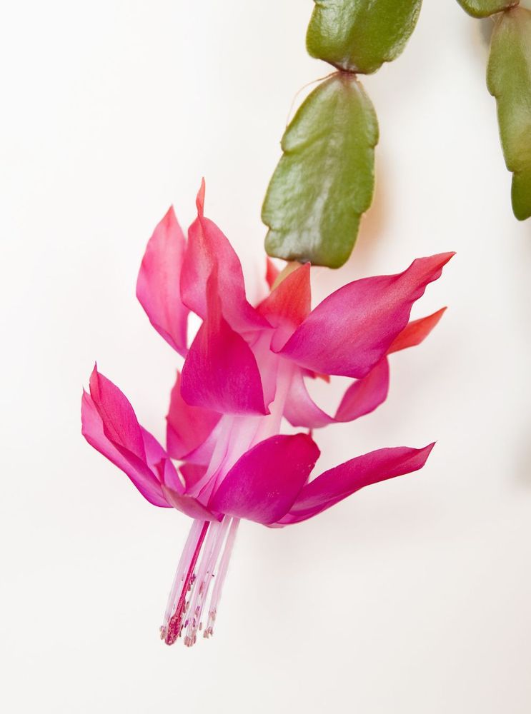 Julkaktusens blomma.