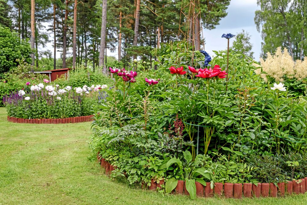 För att göra trädgården mer spännande har Sivan och Uffe byggt upp geometriska former av alla dess slag. Och det ska uppstå en nyfikenhet var alla gångar leder. De vita pionerna till vänster heter White Cup och de röda till höger Red Charm.