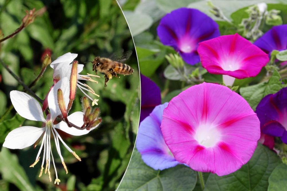 Blommor för bin, fjärilar och humlor.
