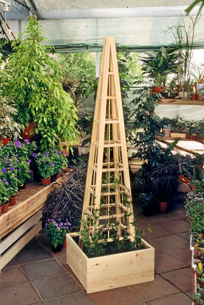 Träpyramid i kruka fungerar som klätterstöd för växter i ett växthus