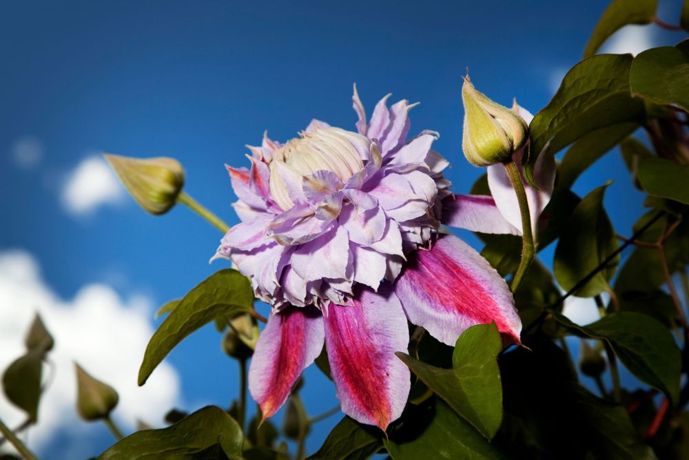 Vacker blomsterprakt i Dalarna på Öppen trädgård som hålls den 21 juli 2019.