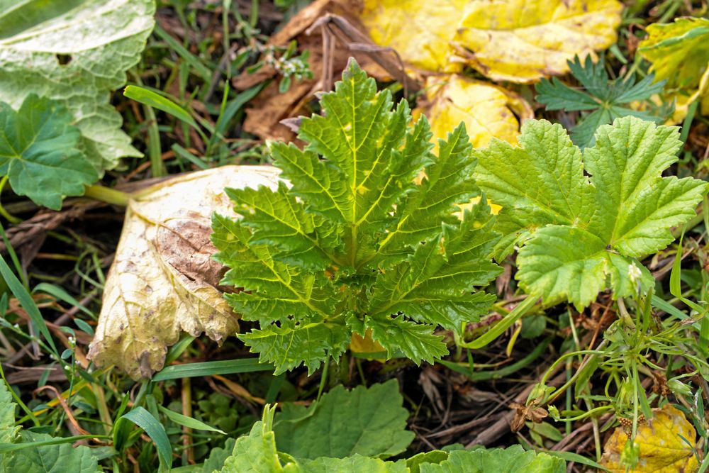 Björnloka-blad.