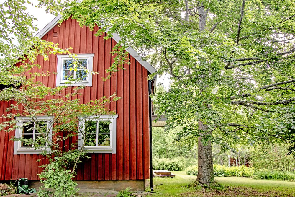 Vid Harald Kratschmers kontor står en bok ett par meter från huset. Det fungerar eftersom huset har krypgrund och kronan har beskurits så att den inte växer in för mycket över taket. Hade avståndet varit några meter till hade det däremot inneburit betydligt mindre arbete med beskärning. Foto: Agneta Bergström